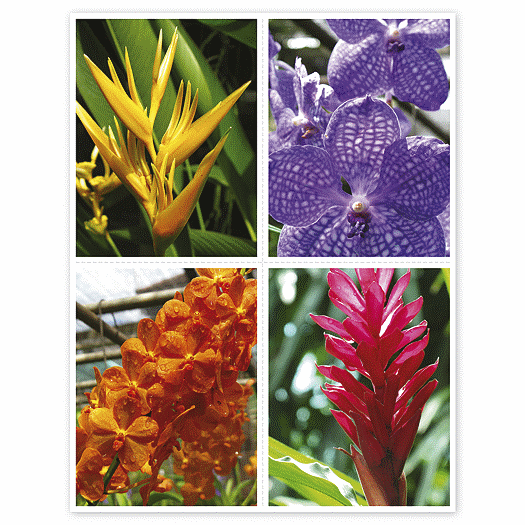 Health Care Reminder Card, Orchid Laser Postcard - Office and Business Supplies Online - Ipayo.com