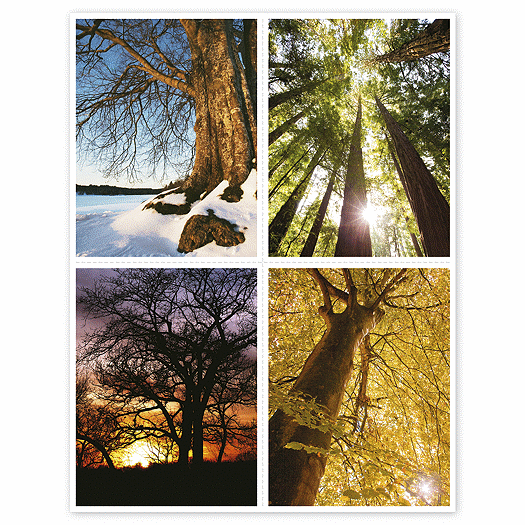 Health Care Reminder Card, Seasonal Trees Laser Postcard - Office and Business Supplies Online - Ipayo.com