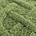 grass