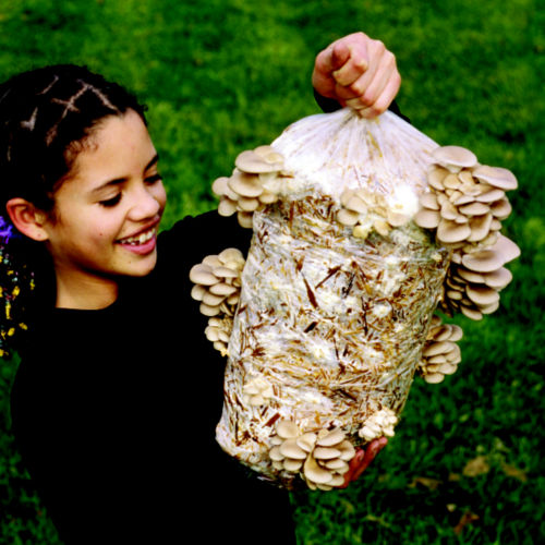 Pearl Oyster Mushroom Kit