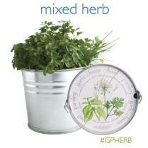 Garden In A Pail - Chives, Basil, Parsley   