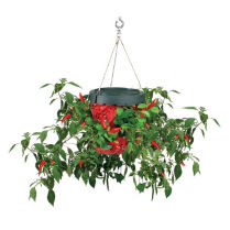 Topsy Turvy Hot Pepper Planter