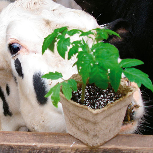 Cow Poo Planting Pots 24-Pack, 12-3