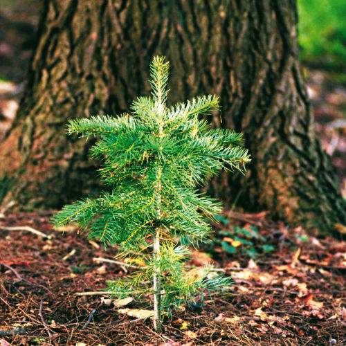 Go Zero Plant-a-Tree Charitable Contribution & Certificate