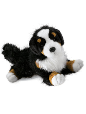 bernese ben