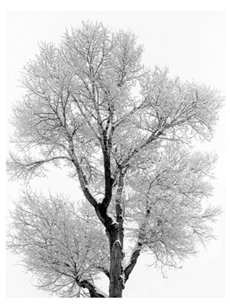 cottonwood