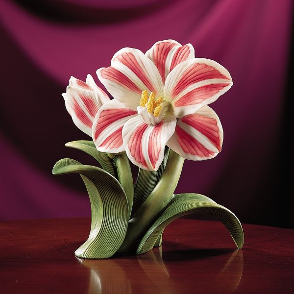 Amaryllis