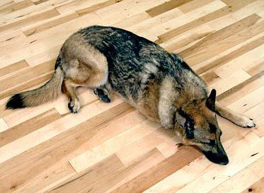 Utility&nbsp;3/4"x3 1/4"&nbsp;Maple&nbsp;Unfinished&nbsp;Solid