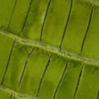 Lime Croc 451