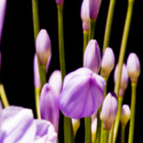 photography (color)