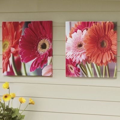 Gerbera Daisies Canvas Print