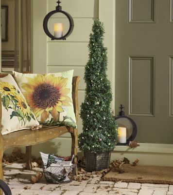 Boxwood Topiary, Lit