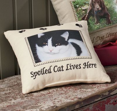 Pillow Spoiled Cat