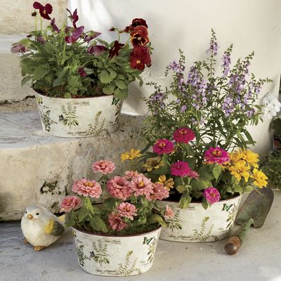 Set Of 3 Oval Planters