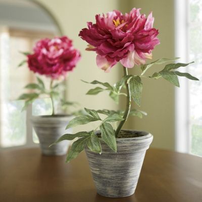 Potted Peony