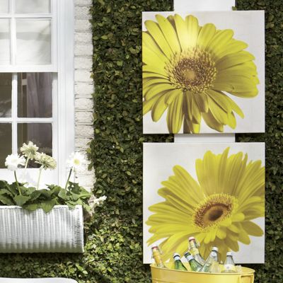 Daisy Canvas Prints