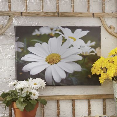 outdoor daisy print on canvas