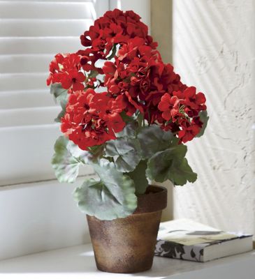 potted geranium