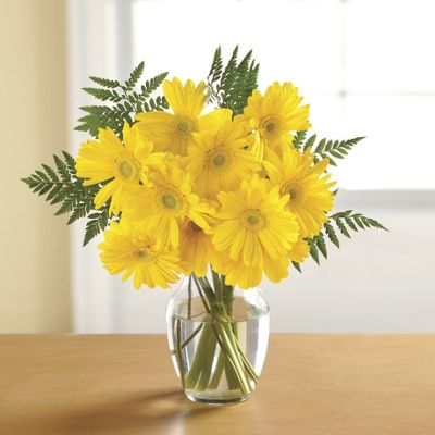 Sunny Yellow Gerbera Daisies In Vase