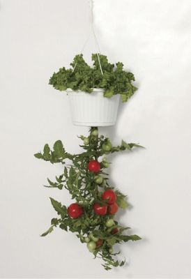 hanging salad bar
