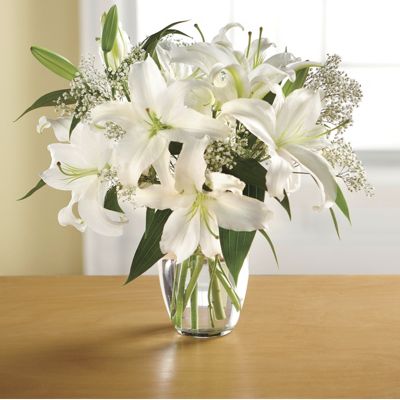 Live Stargazer White Lily