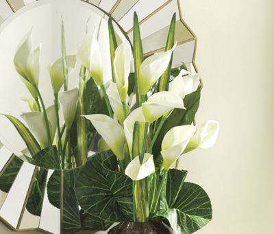 Calla Lily...