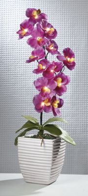 lit pink orchid
