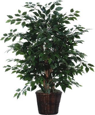 Extra Full Ficus Bush