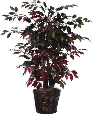 Capensia Bush