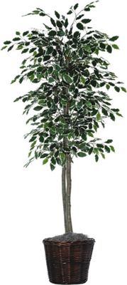 Tall Ficus Bush