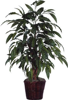 Mango Bush