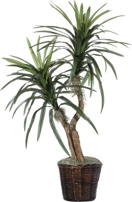 Marginata Bush