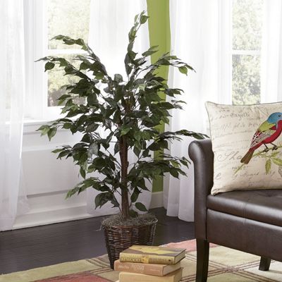 Ficus Bush