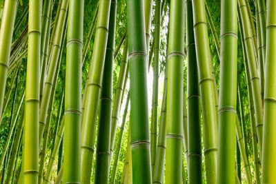 Bamboo Mural