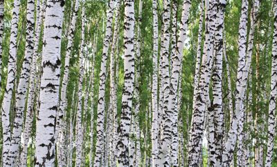 Birches Mural