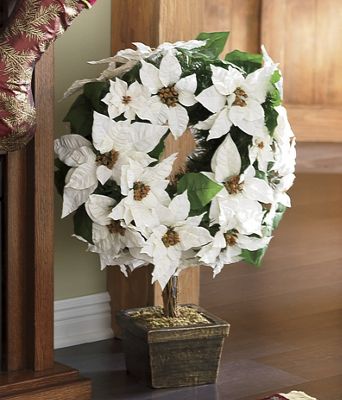 Poinsettia Ivory