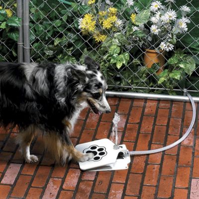 Fresh Water Doggie Fountain