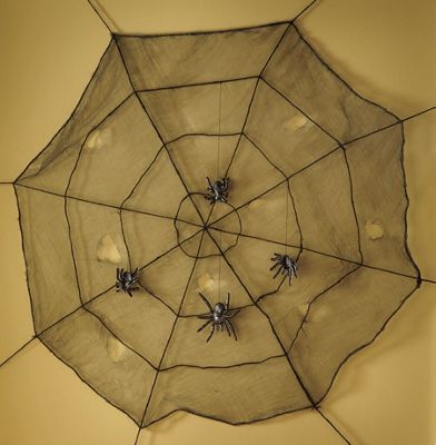Spider Web