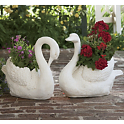 plantadores de cisne 3