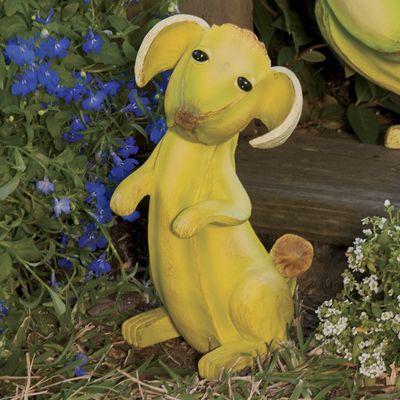 begging banana dog