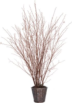 5 Natural Winter Birch