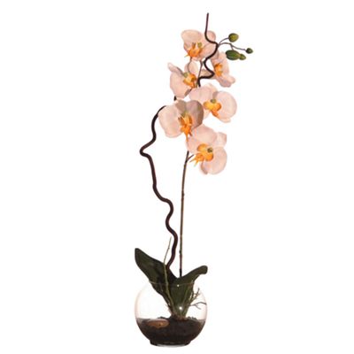 Orchid In Soil