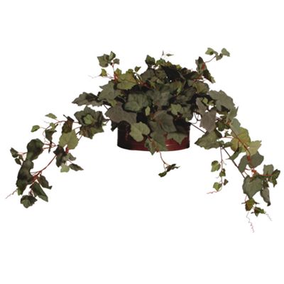 Grape Ivy