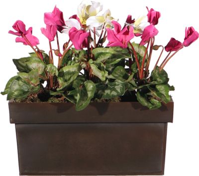 Cyclamen Window box