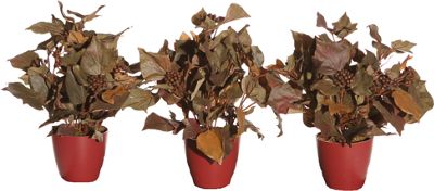 Set Of Three Faux French Ivy Plants