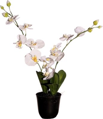 Orchid In Bio pot