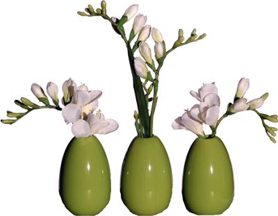 Freesia Eggs S 3