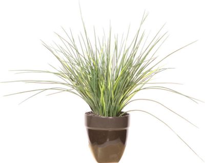 Grass In Black Ceramic