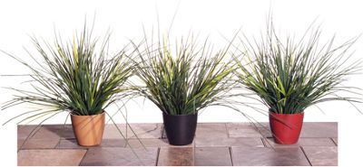 Grass In Bio pot S 3