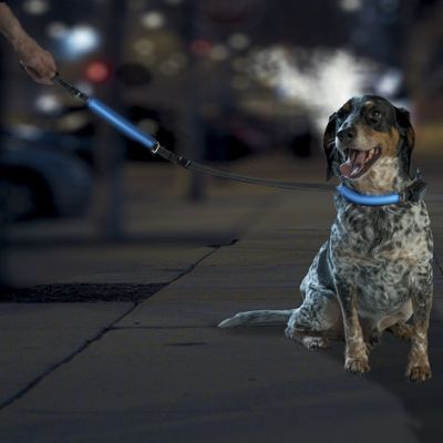 safetyglo leash and collar